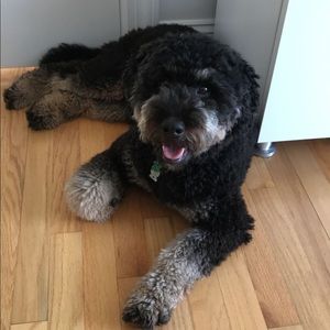 Meet your Posher, Maddie